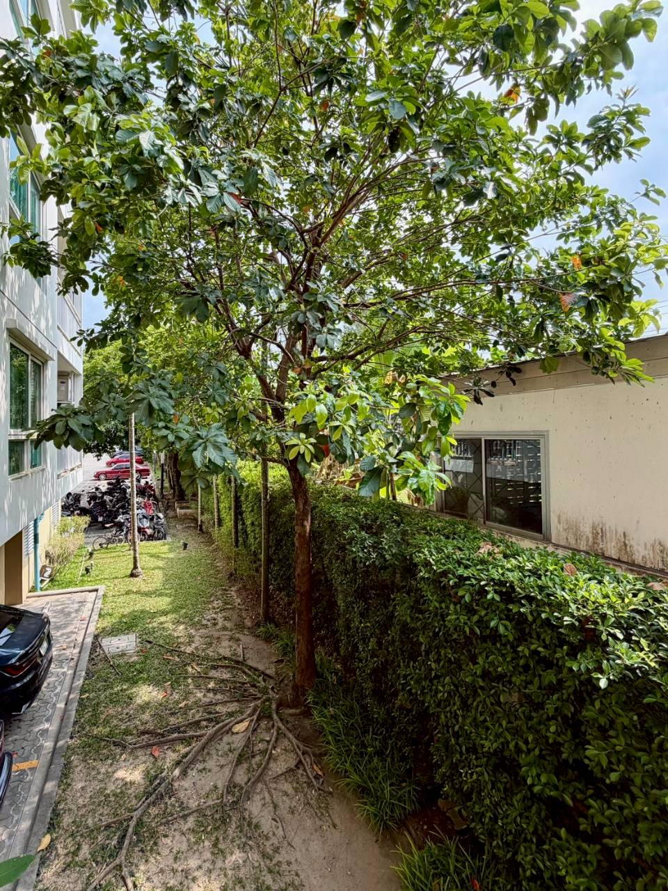 Supalai Lagoon WR-04281 11